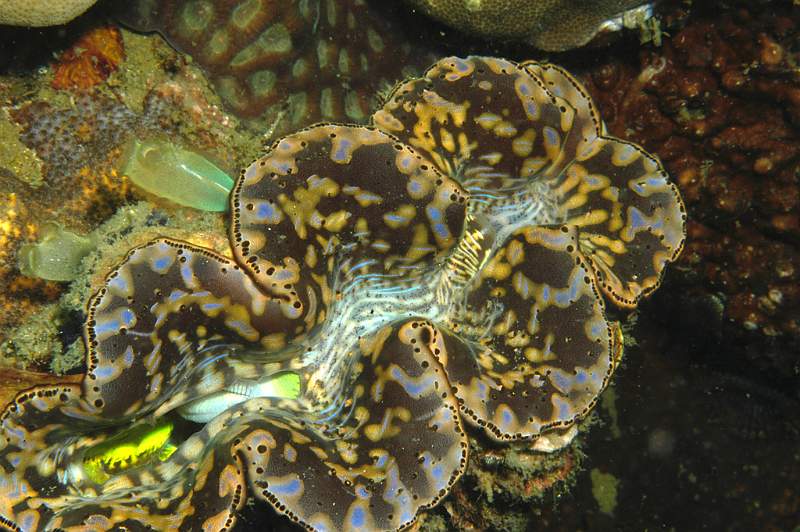 Image 02.jpg - Winner - Lydia Vulliamy - Clam